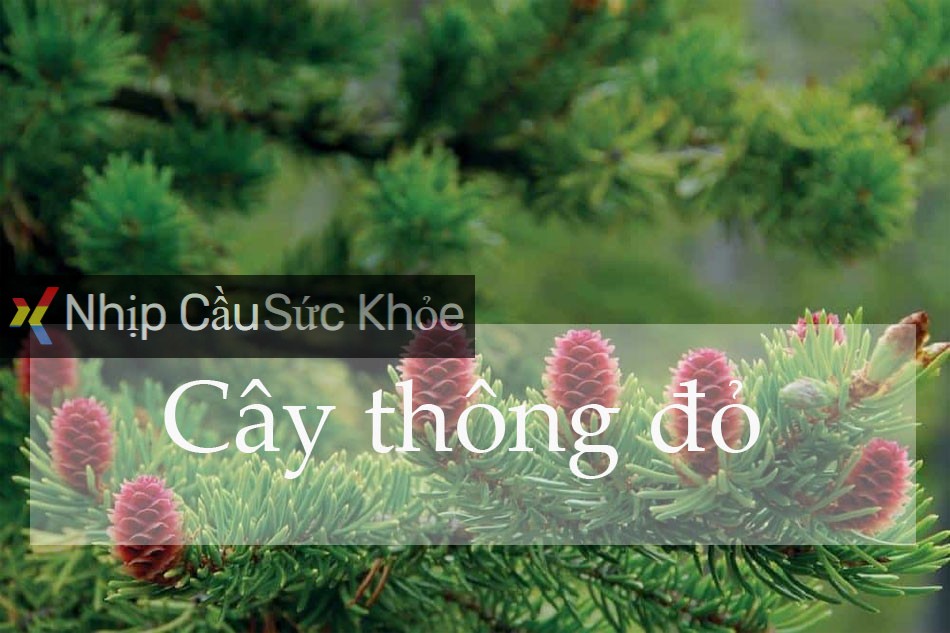 Cây thông đỏ